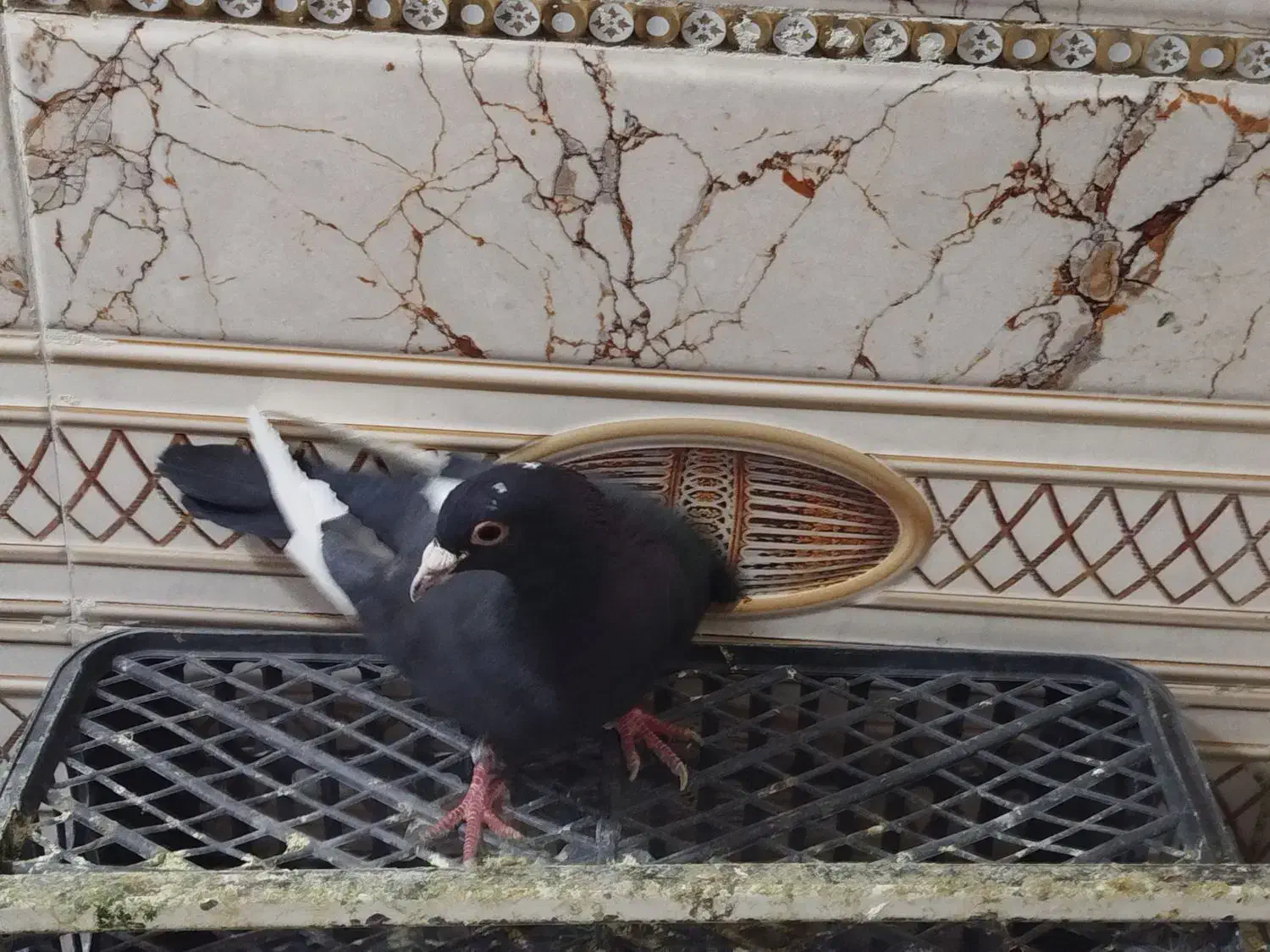 کفتر مینا|پرنده|زاهدان, |دیوار