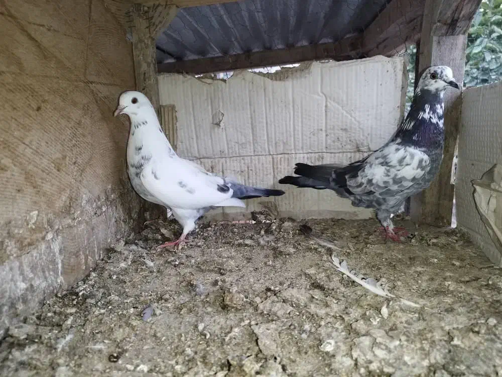 کبوتره خوب،|پرنده|ارطه, |دیوار