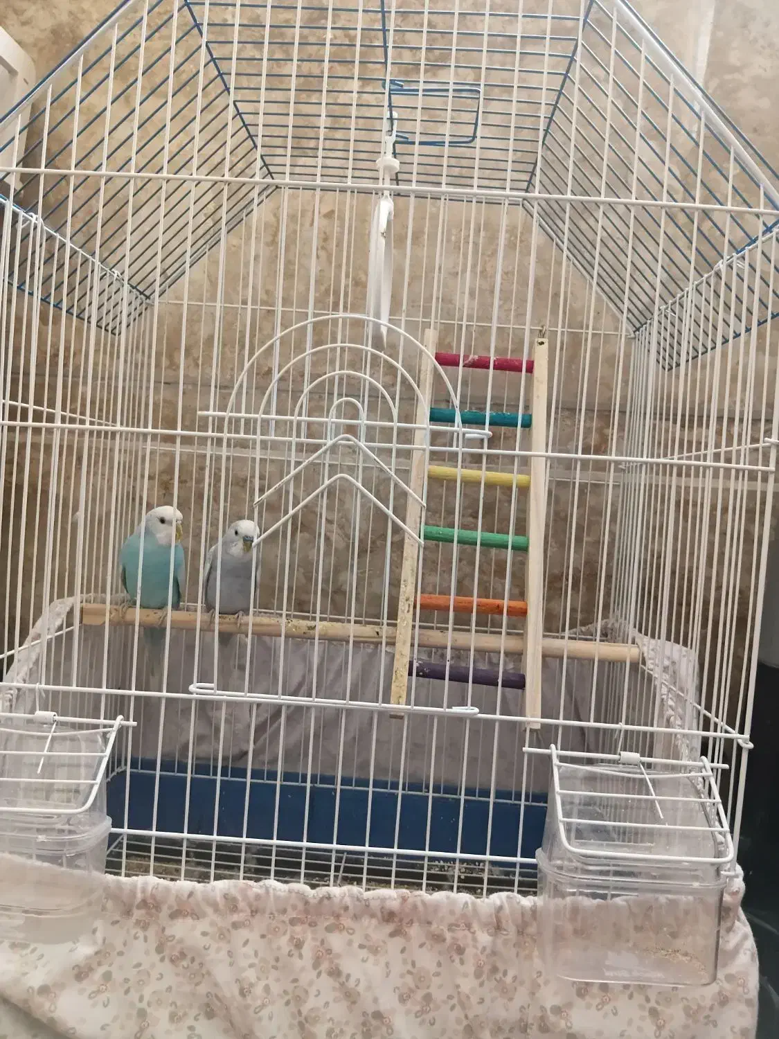 مرغ عشق|پرنده|قم, سالاریه|دیوار