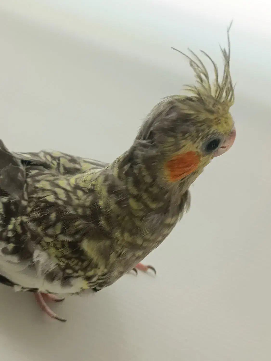 عروس هلندی|پرنده|گلستان (تهران), |دیوار