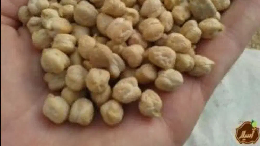 نخود پایه بلند منصور|خوردنی و آشامیدنی|کنگاور, |دیوار