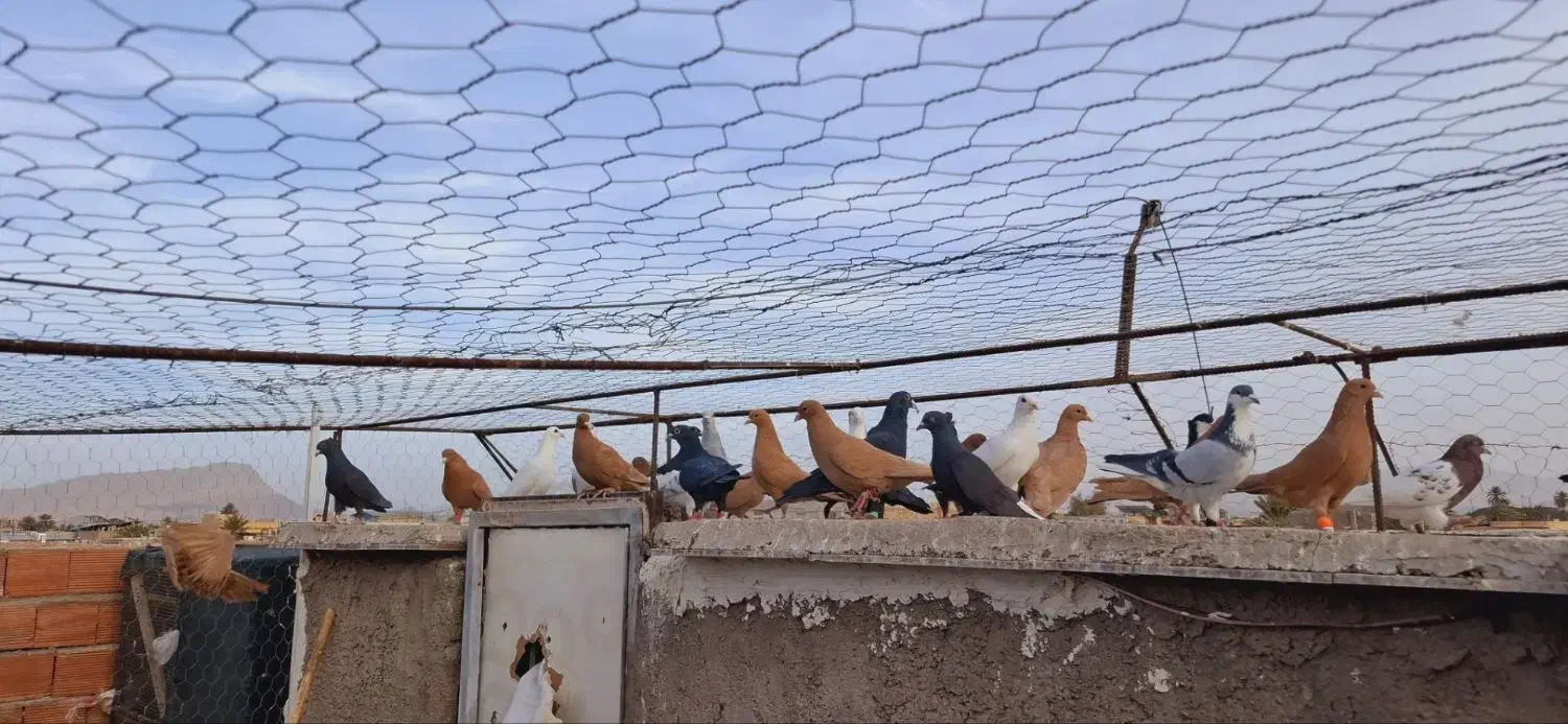 ۴۰ تا نر گلی .زرد .|پرنده|کرمان, |دیوار