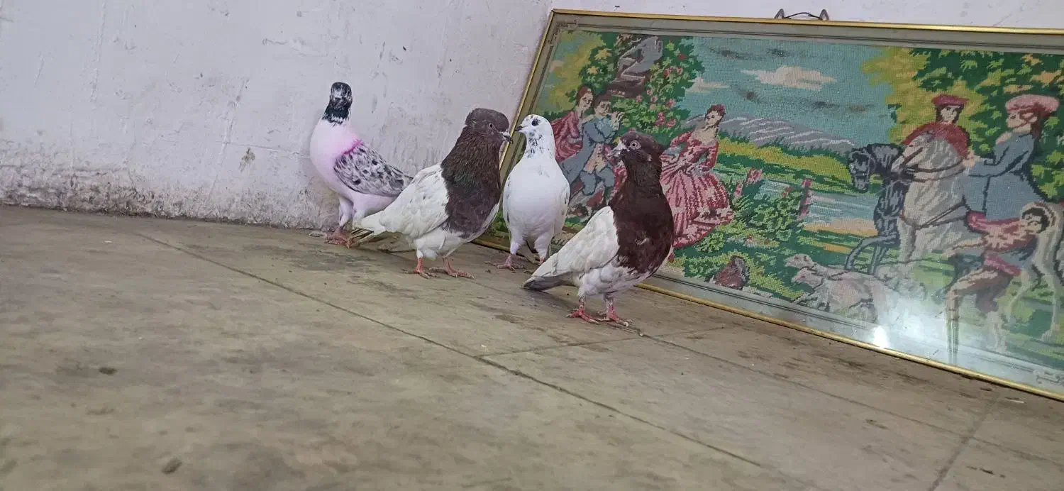 کبوتر قشنگ|پرنده|بروجرد, |دیوار