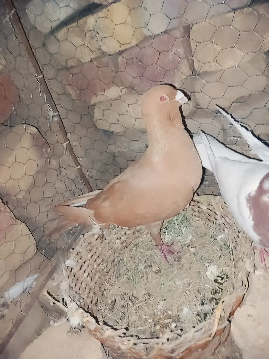 مجسمه|مجسمه، تندیس، ماکت|زابل, |دیوار