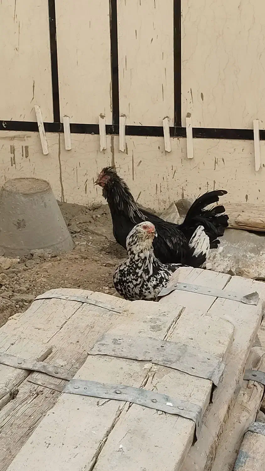 مرغ خروس گلین ریشو|حیوانات مزرعه|تهران, مشیریه|دیوار