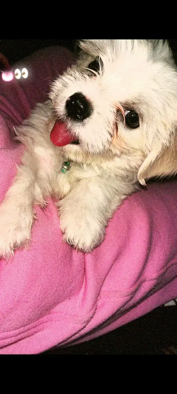 شیتزو سفید|سگ|تبریز, |دیوار