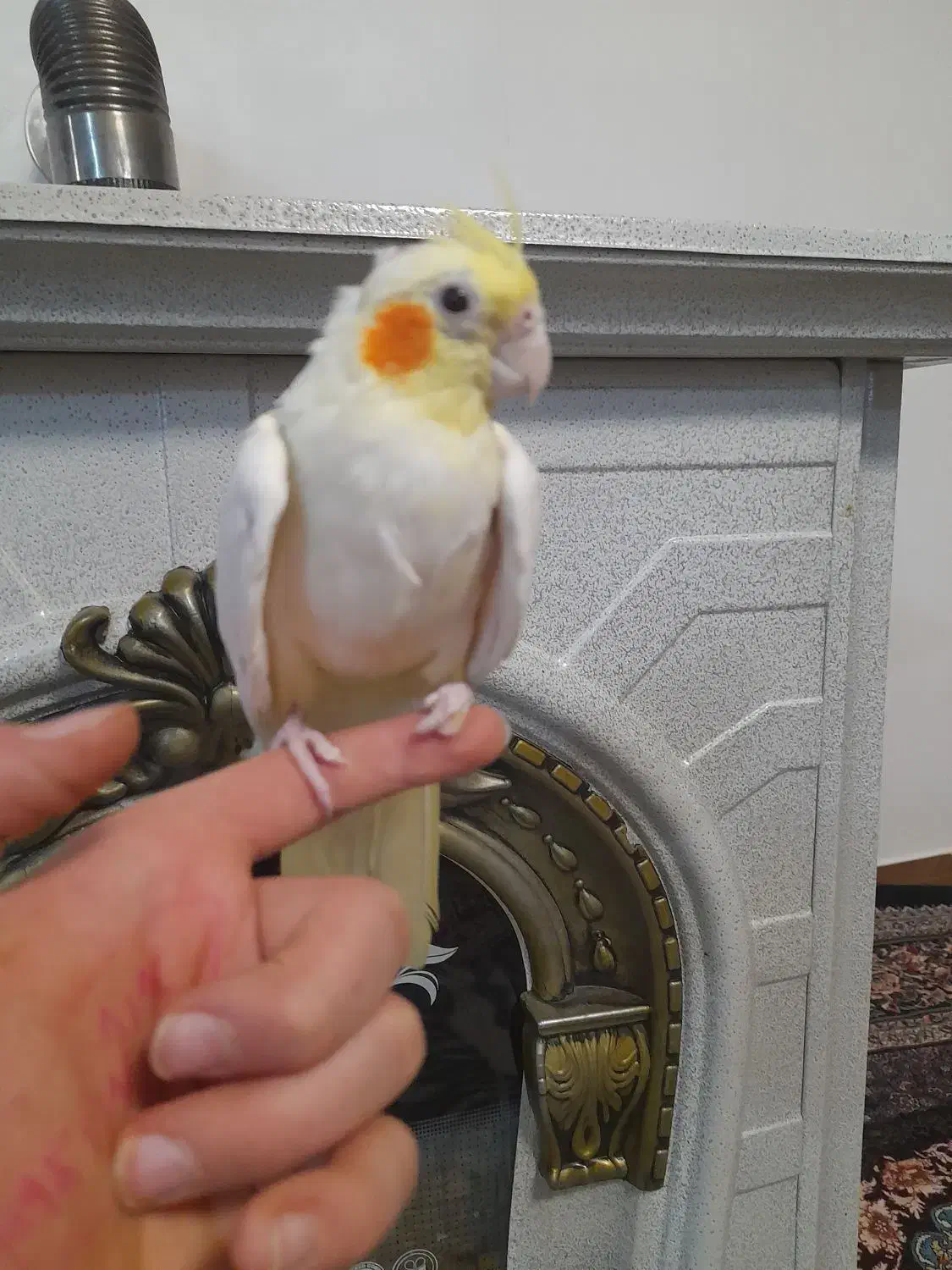 عروس هلندی|پرنده|مشگین شهر, |دیوار