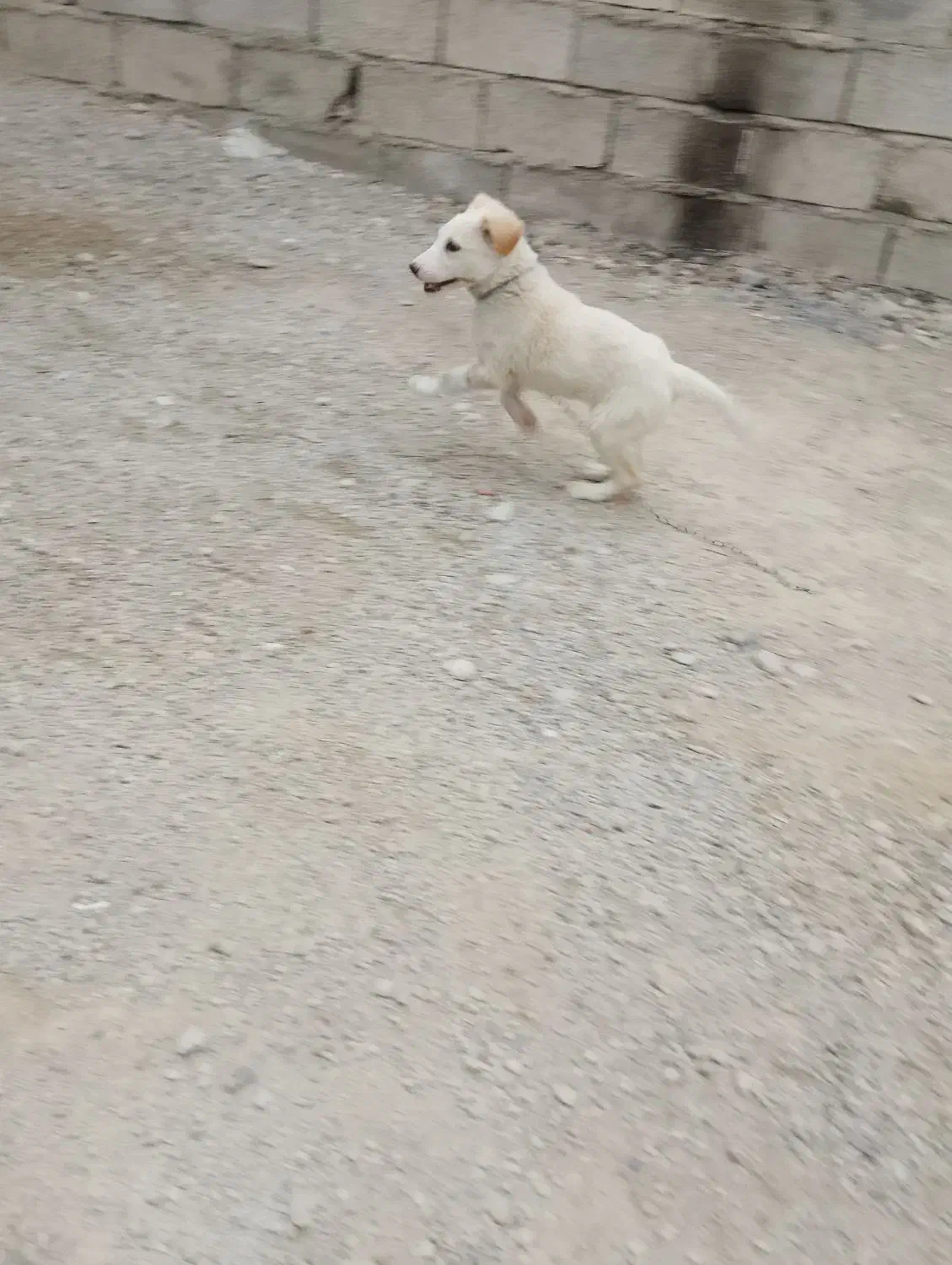 سگ نر|سگ|ایرانشهر, |دیوار