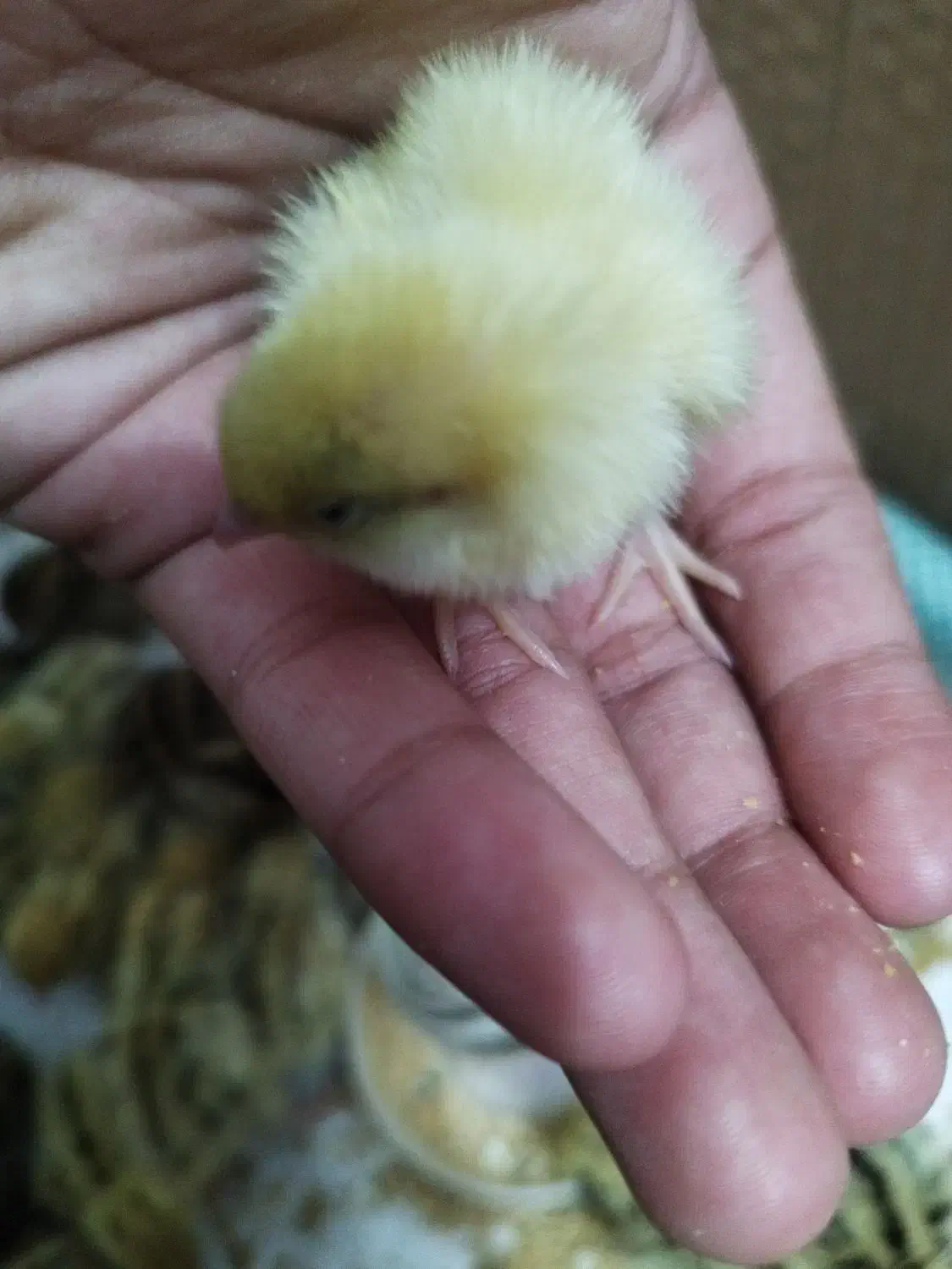 جوجه بلدرچین|حیوانات مزرعه|گرگان, |دیوار