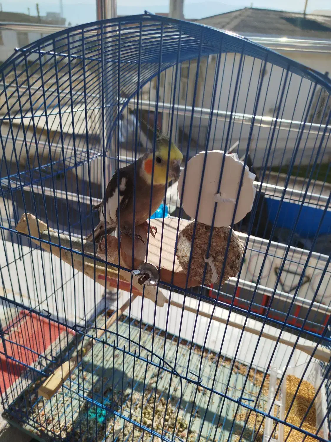 عروس هلندی|پرنده|بندر ترکمن, |دیوار