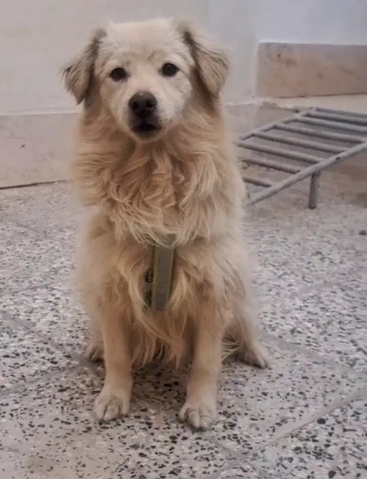 واگذرای سگ پاپی|سگ|نجف‌آباد, جلال آباد|دیوار