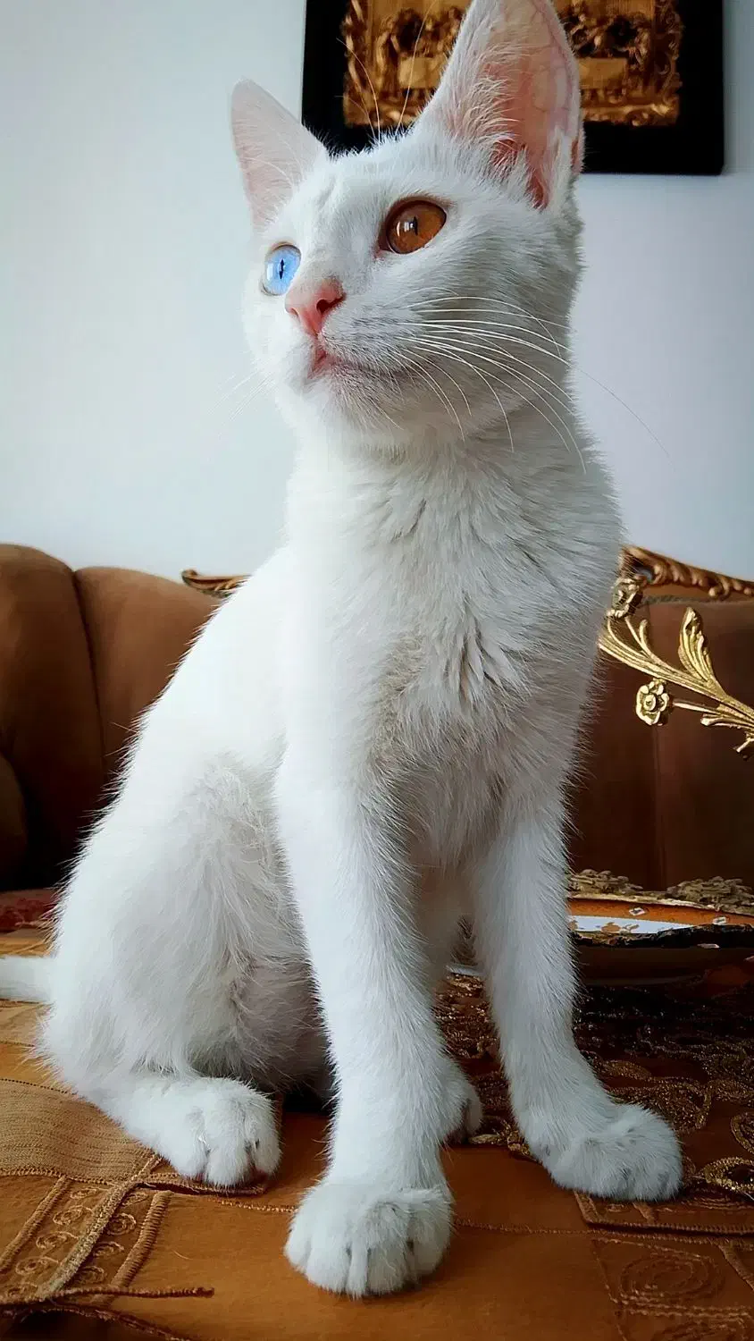 واگذاری گربه خانگی نژاد دار|گربه|سنندج, |دیوار