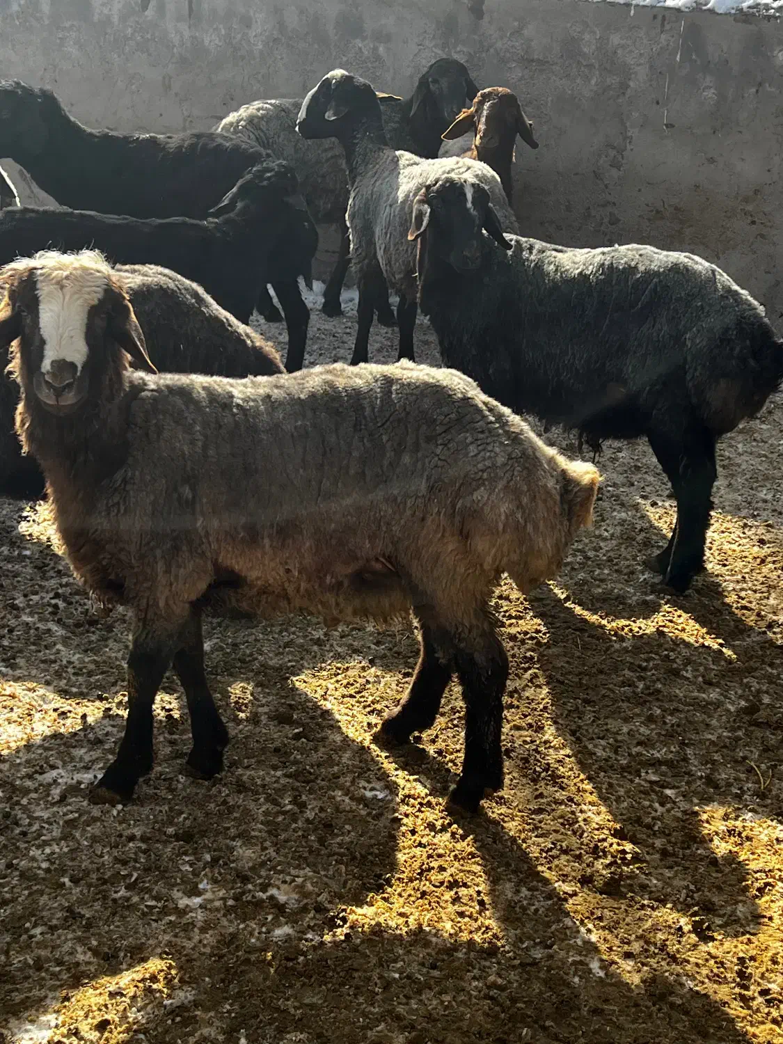 بره‌ نر‌چاق‌|حیوانات مزرعه|بوئین زهرا, |دیوار