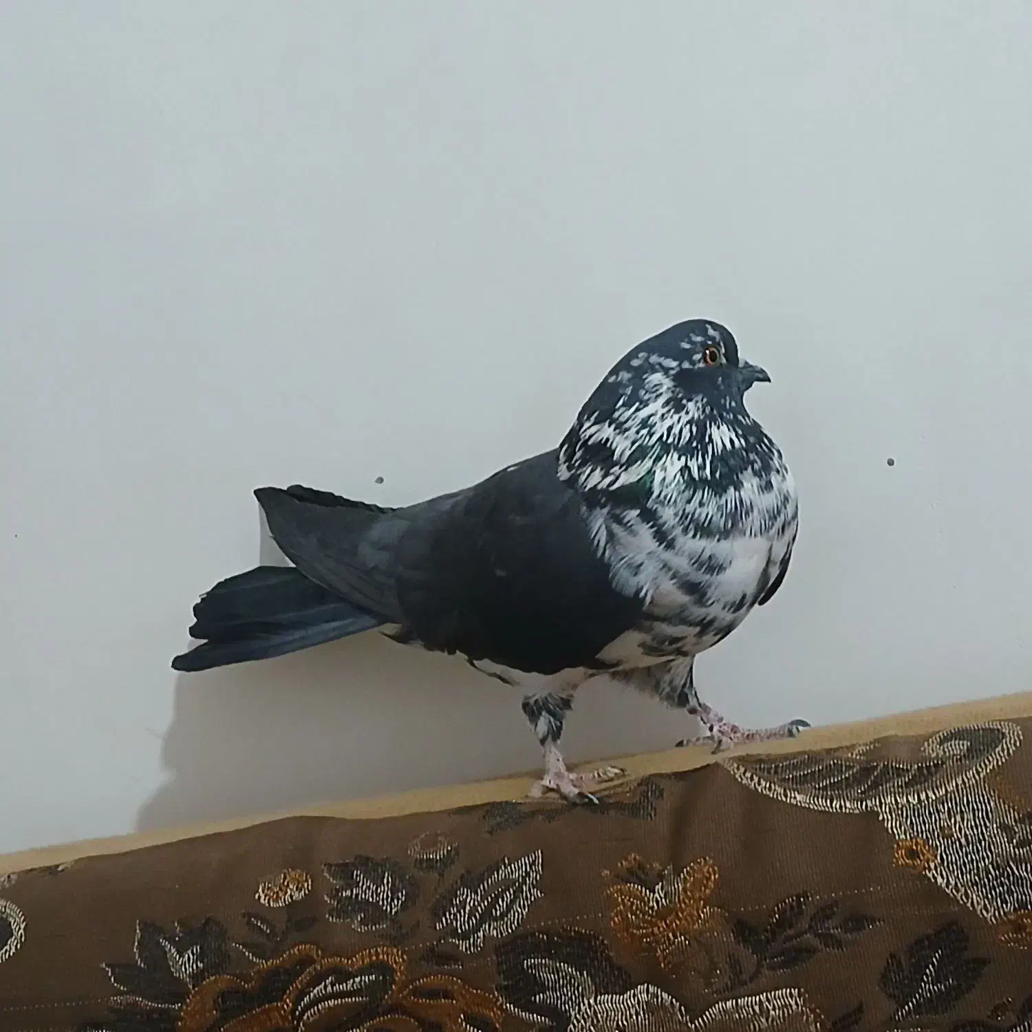 تهرانی|پرنده|نیمروز, |دیوار