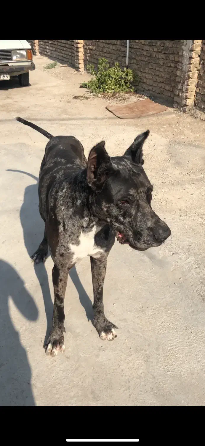 سلام سگم گم شده محدوده ملانفس نژاد گرددین نر|حیوانات|گنبد کاووس, |دیوار