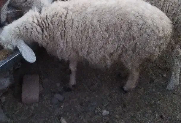 میش|حیوانات مزرعه|بیرجند, |دیوار