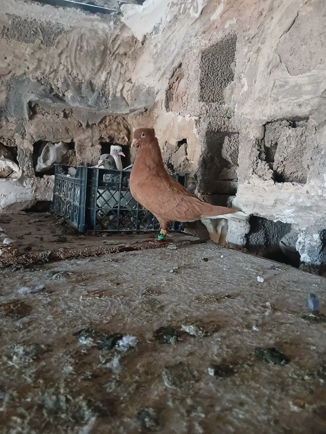 کبوتر|پرنده|شوشتر, |دیوار