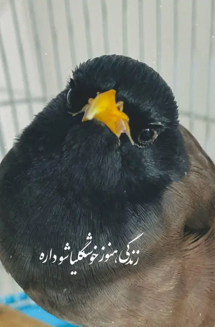 مرغ مینا|پرنده|فردیس, سرحد آباد|دیوار