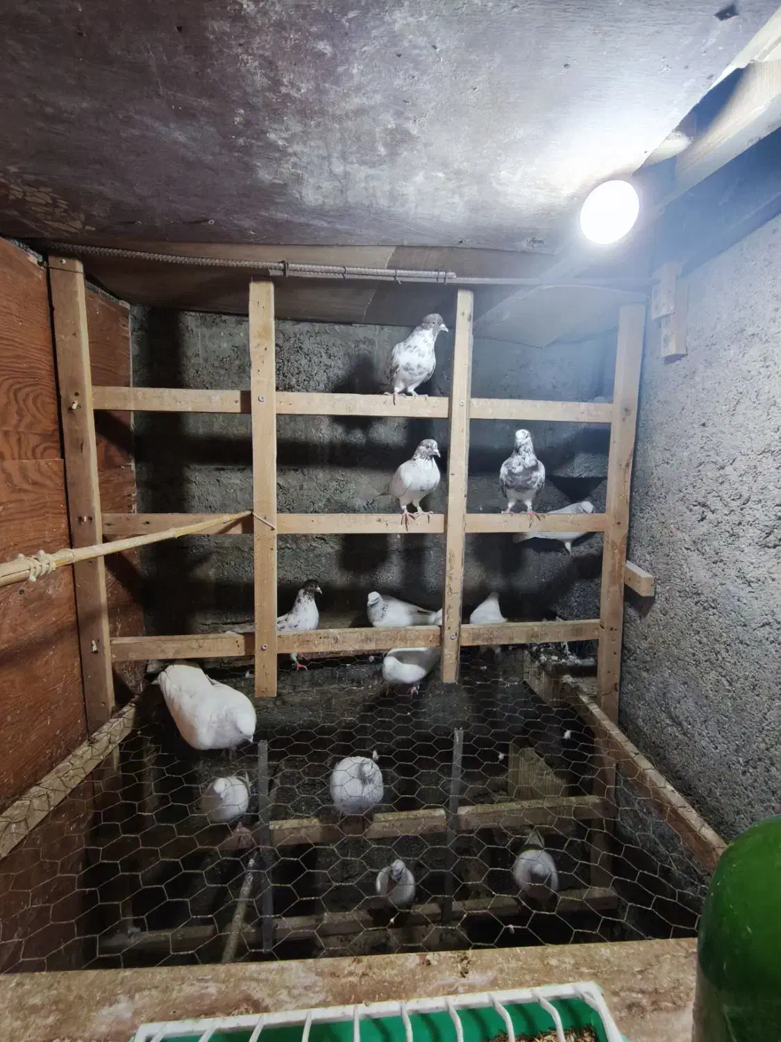 کبوتر|پرنده|رشت, اسماعیل آباد|دیوار