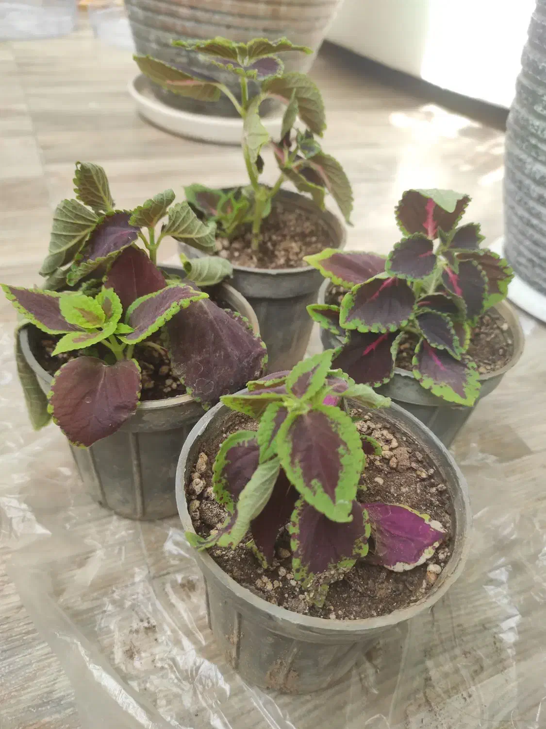 انواع گلها|گل و گیاه طبیعی|زنجان, |دیوار