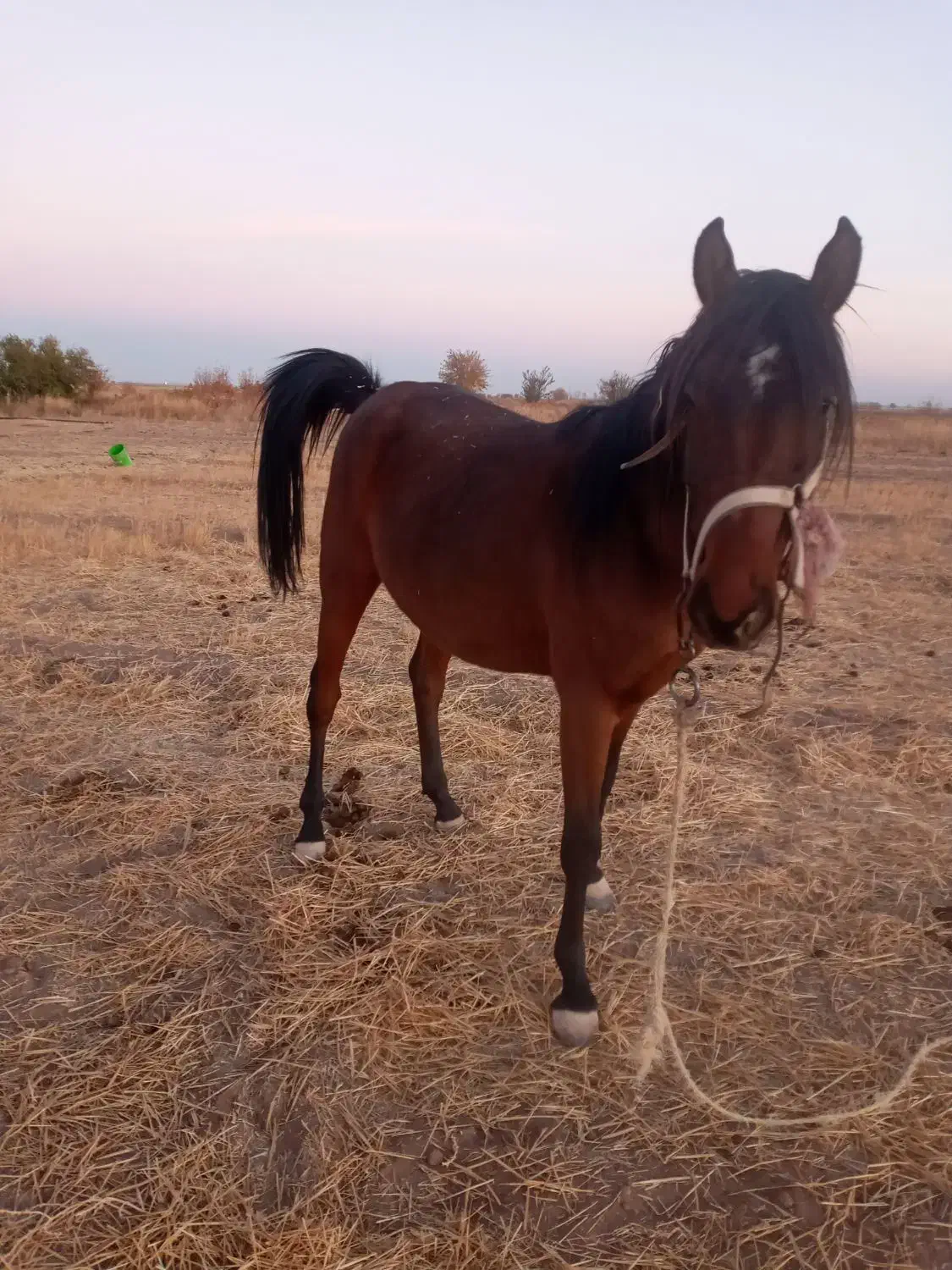 اسب|اسب و تجهیزات اسب‌سواری|دشتابی, |دیوار