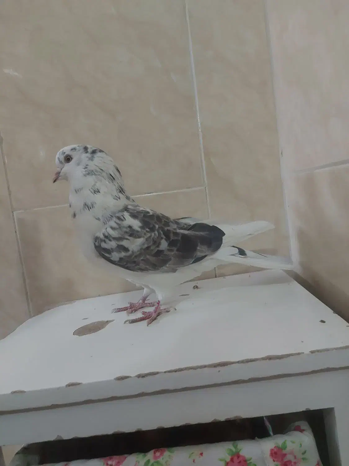 نر پندار پرشی عالی بازی دلر|پرنده|خمینی‌شهر, |دیوار