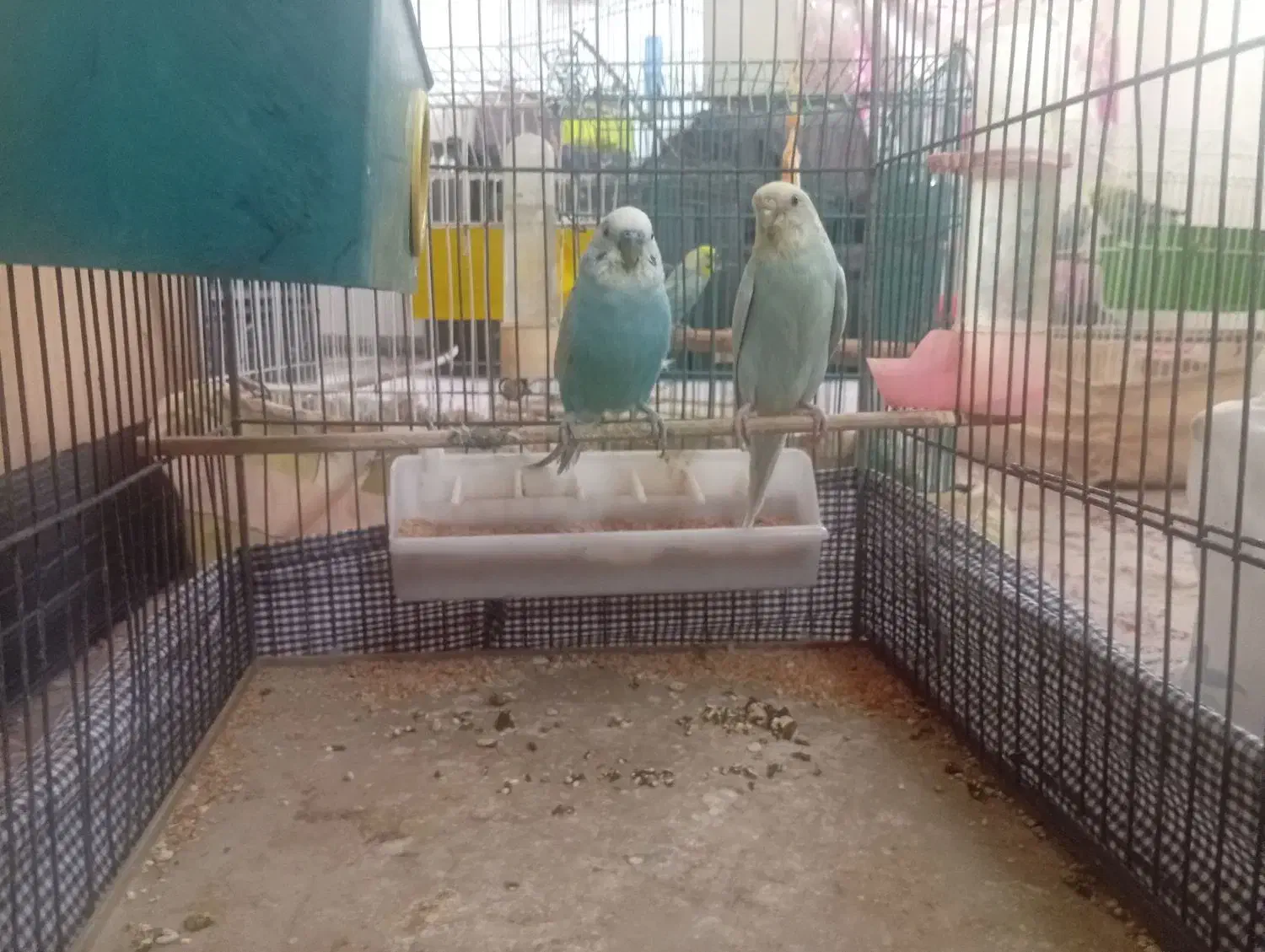 فروش یک جفت مرغ عشق مولد نژاد دار با 2تا جوجه|پرنده|مهدی شهر, |دیوار