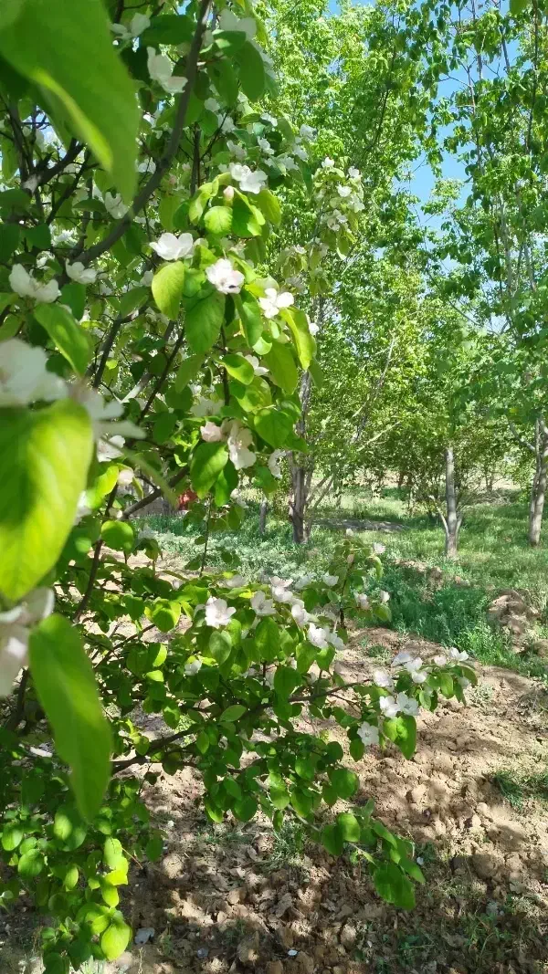 16راس بره جمله ای|حیوانات مزرعه|خانمیرزا, |دیوار
