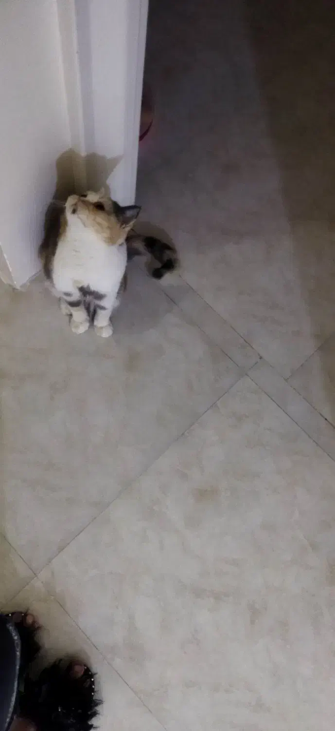 گربه پرشین اگزاتیک|گربه|مشهد, الهیه|دیوار