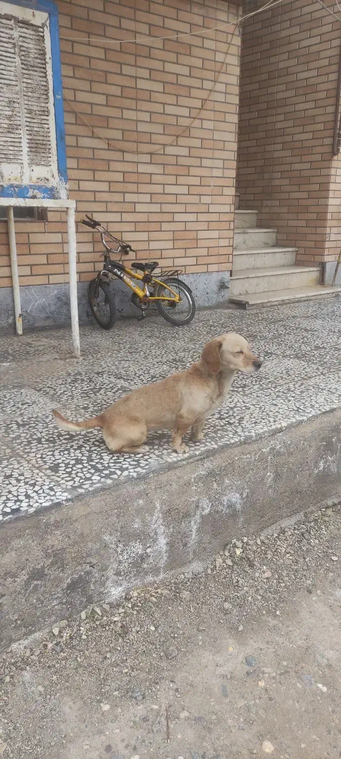 سگ پا کوتاه|سگ|بوئین زهرا, |دیوار