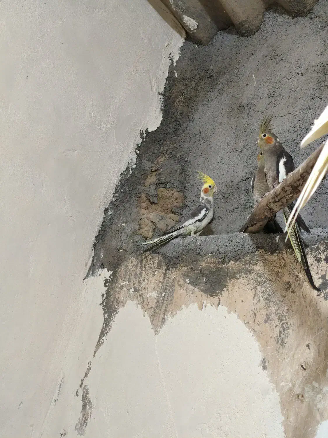 عروس هلندی کاملا سالم و خانگی|پرنده|مبارکه, |دیوار