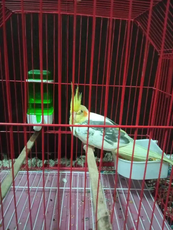 عروس هلندی|پرنده|چابهار, |دیوار