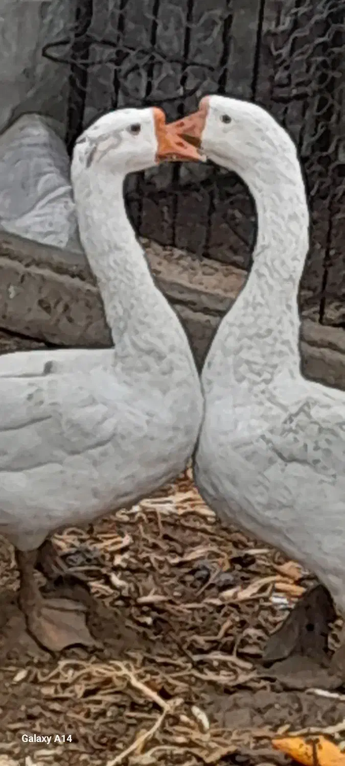 قوغاز نر و ماده|حیوانات مزرعه|ارومیه, |دیوار