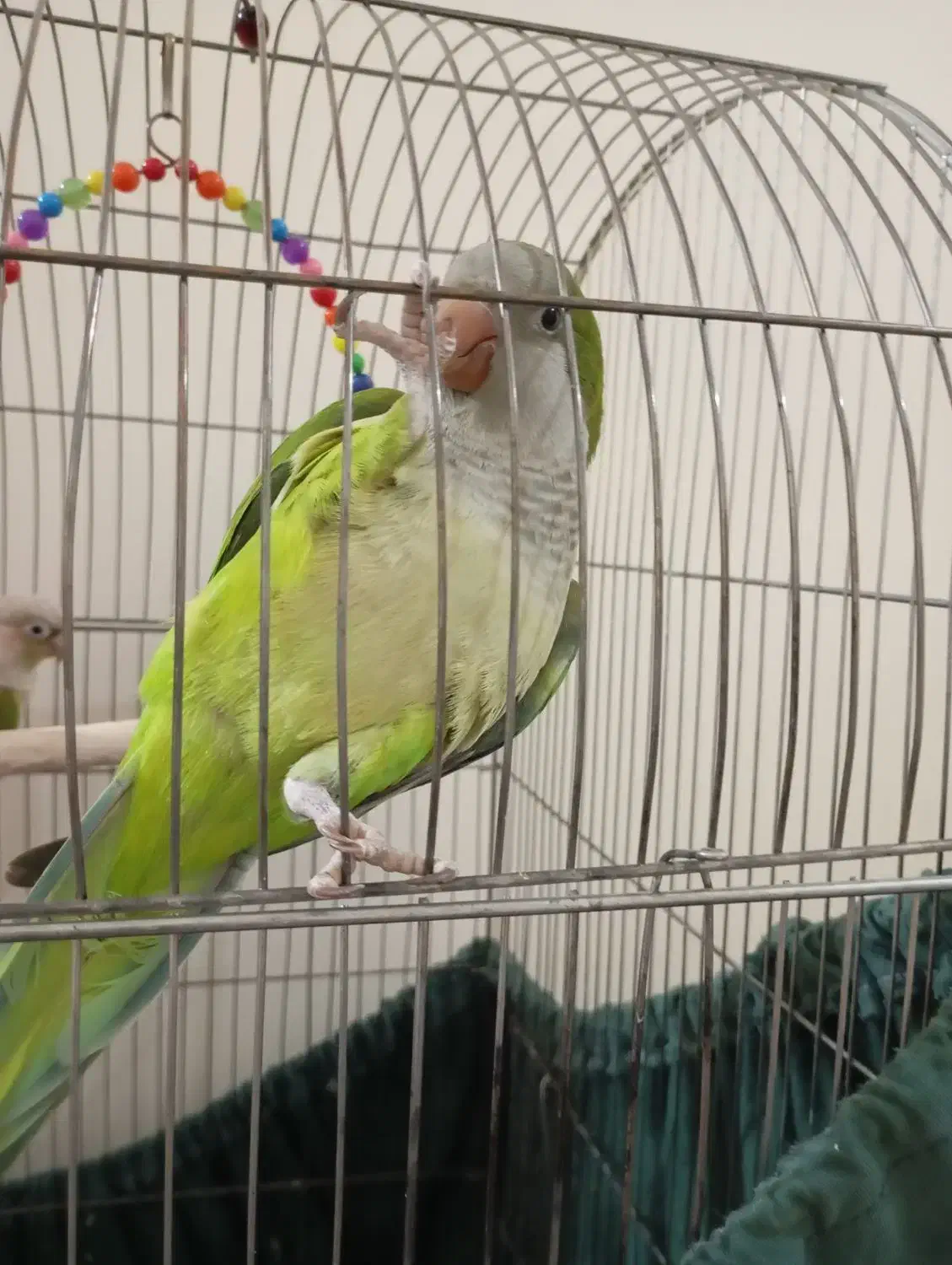 راهب بازی گوش|پرنده|فردیس, شهرک ۱۱۰|دیوار