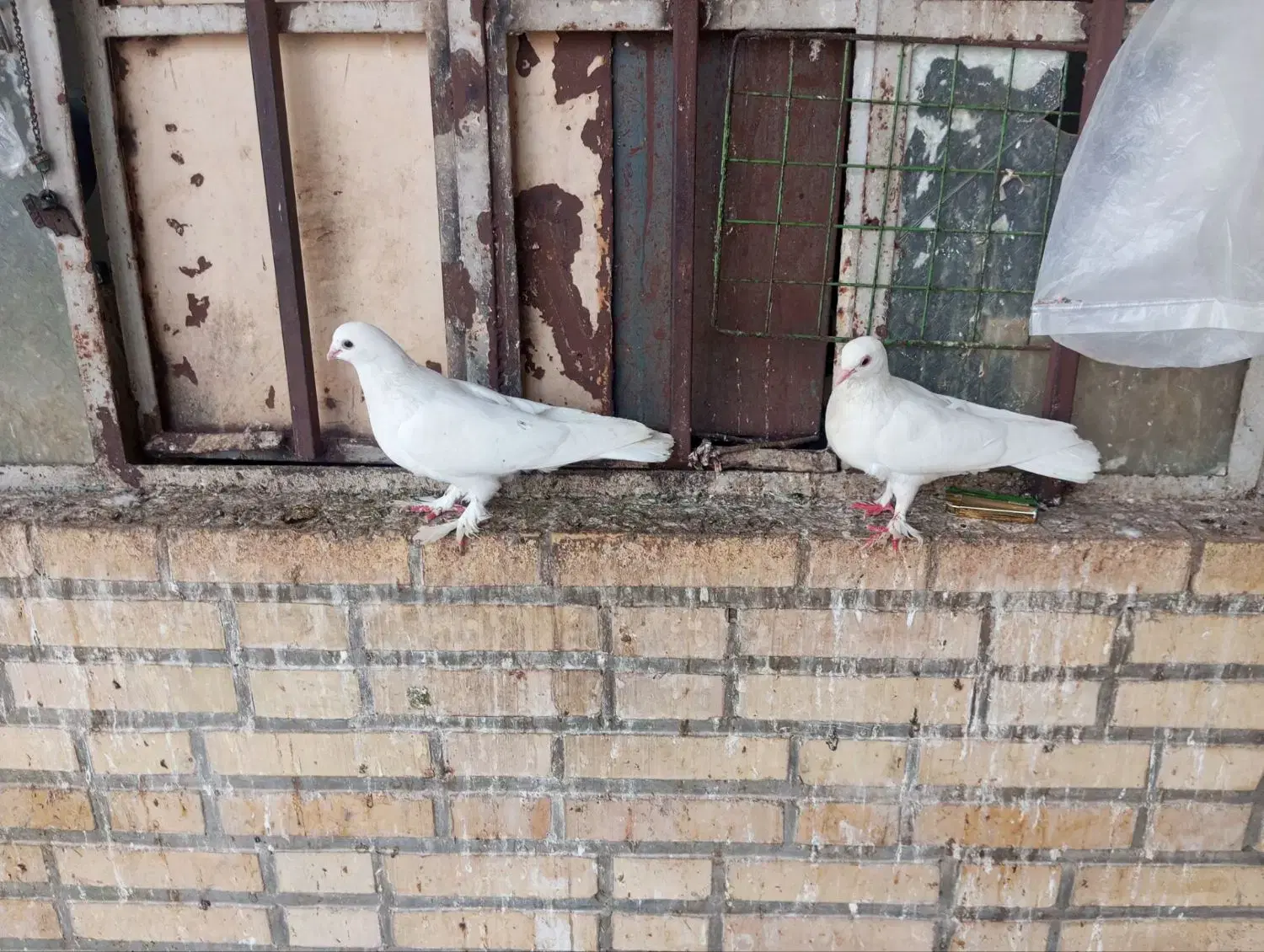 کفتر|پرنده|بهبهان, |دیوار