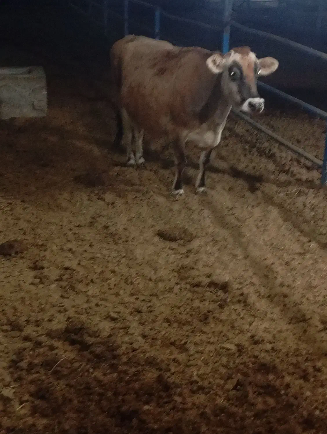 گاو|حیوانات مزرعه|بافق, |دیوار