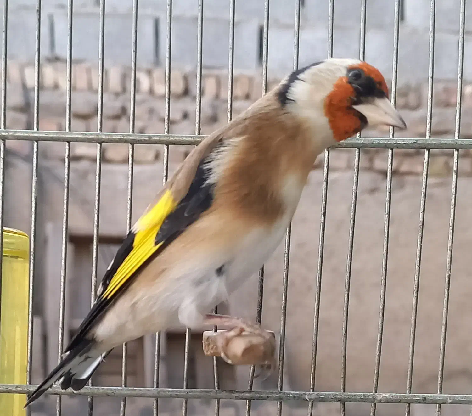 سره جوجه قفس|پرنده|ری, فیروزآباد|دیوار