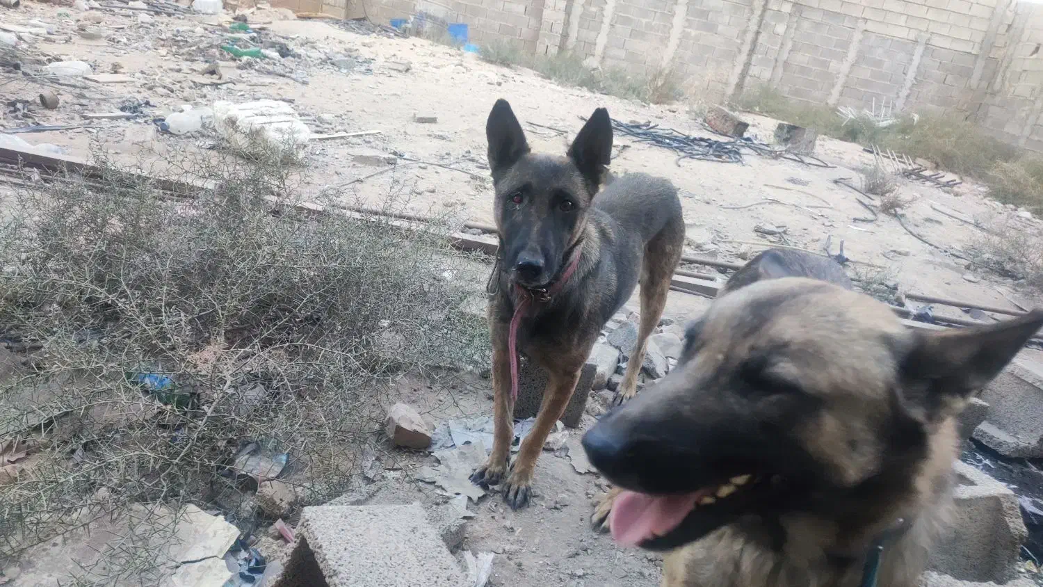 سگ .|سگ|شیراز, گچی|دیوار