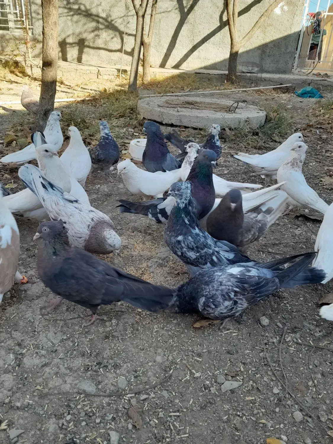 کفتر|پرنده|ساروق, |دیوار