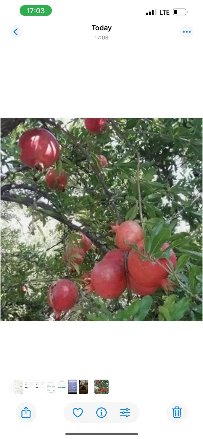 فروش انار درجه یک سیدون شیرین و میخوش|خوردنی و آشامیدنی|سیدان, |دیوار