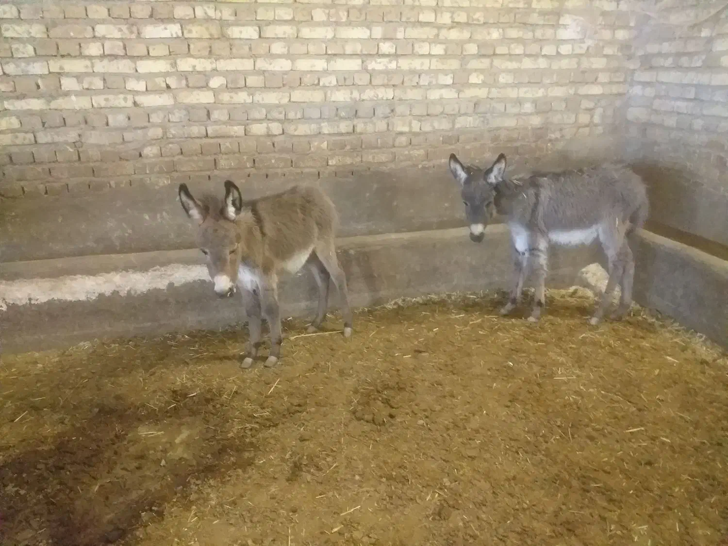 حیوان نر کره کوچیک|حیوانات مزرعه|رامند, |دیوار