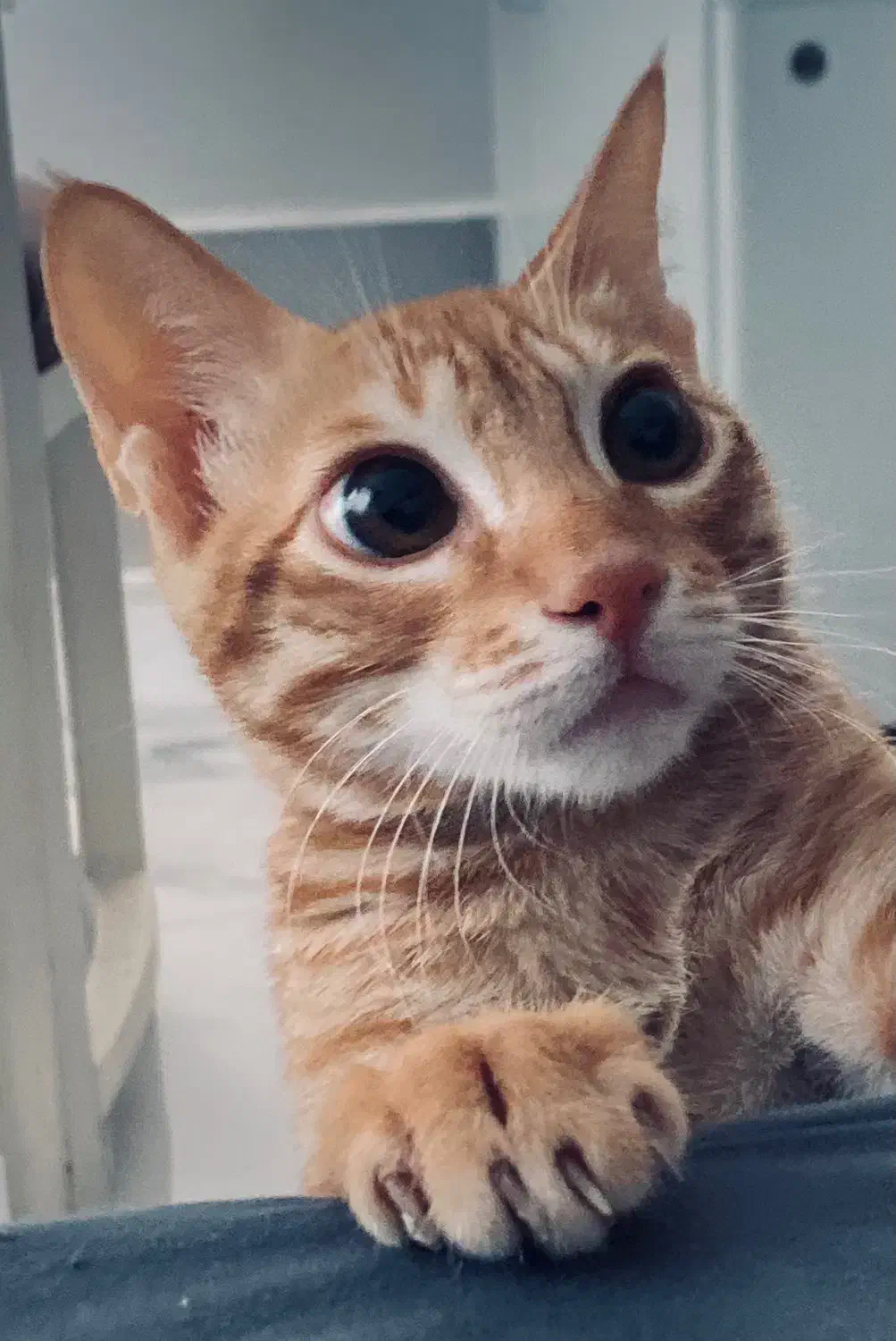 واگذاری گربه خانگی|گربه|کیش, |دیوار