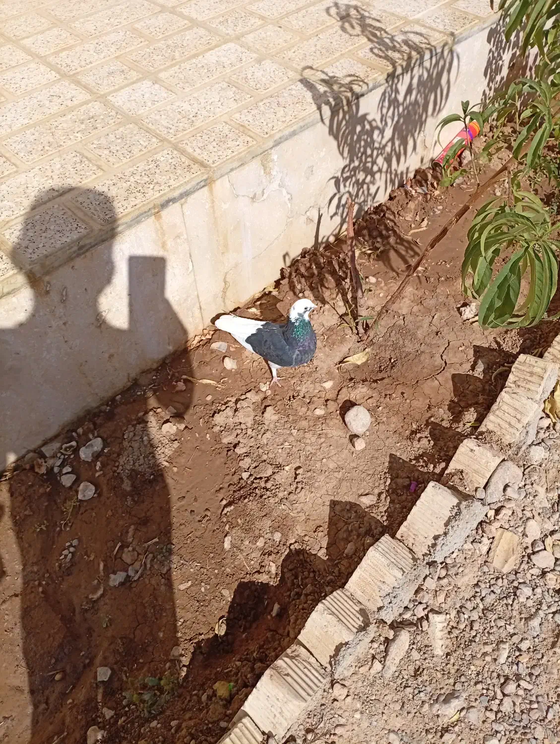 کبوتر طوقی|پرنده|اقلید, |دیوار