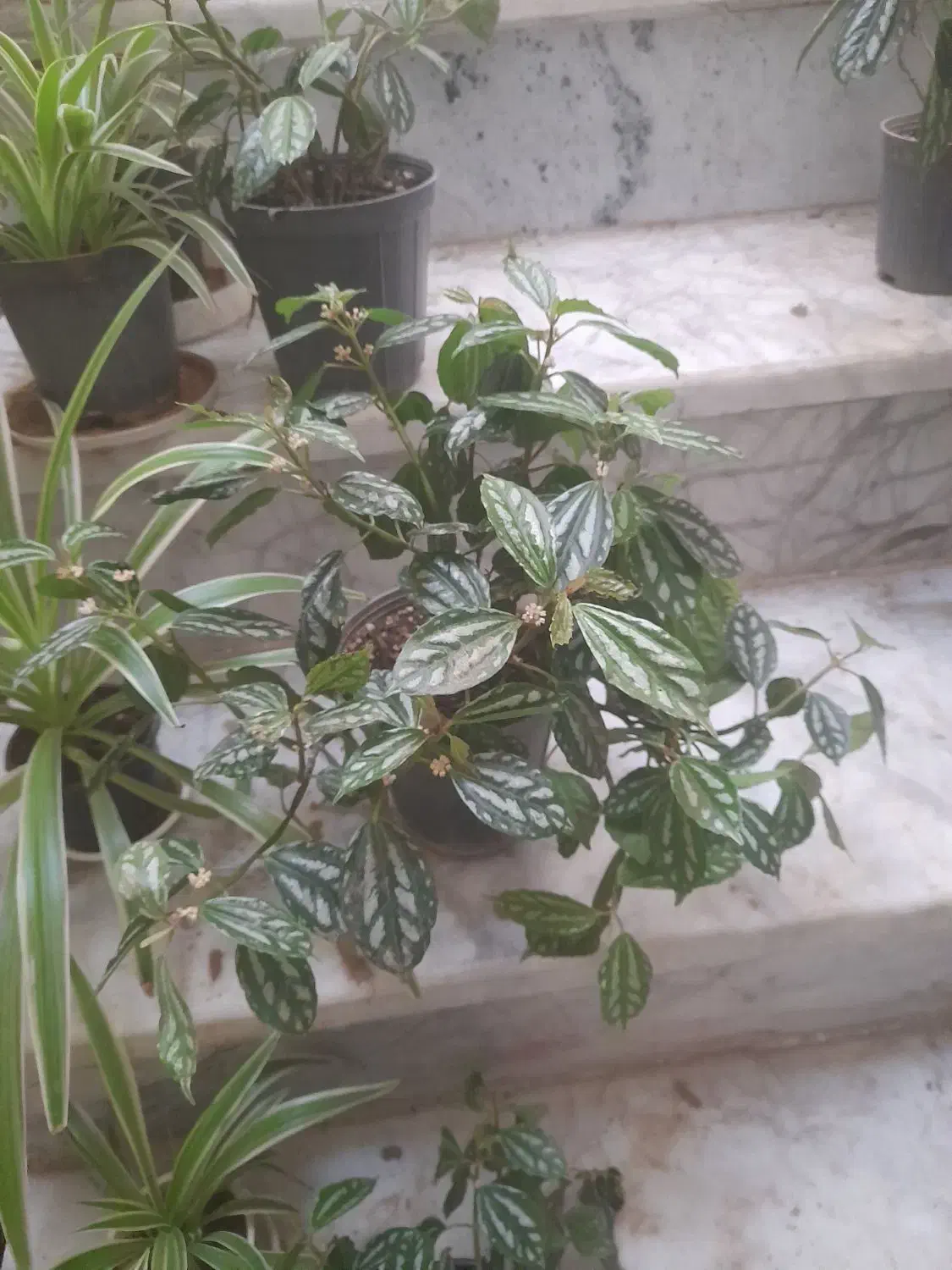 گل هندوانه ای|گل و گیاه طبیعی|الوند, |دیوار