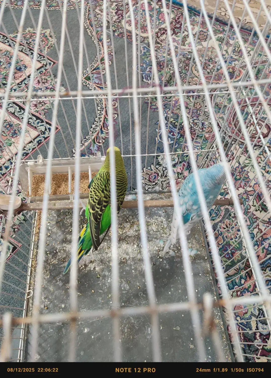 جفت مرغ عشق خوشگل وبالغ باسابقه جوجه دهی|پرنده|تربت جام, تیپ ۳۸ زرهی تربت جام|دیوار