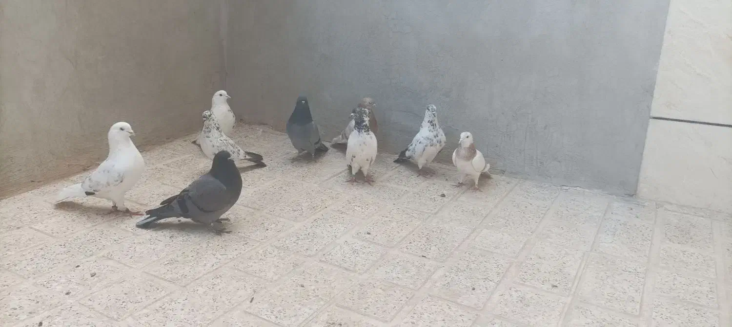 کبوتر زوردار نر و ماده جفت|پرنده|چرداول, |دیوار