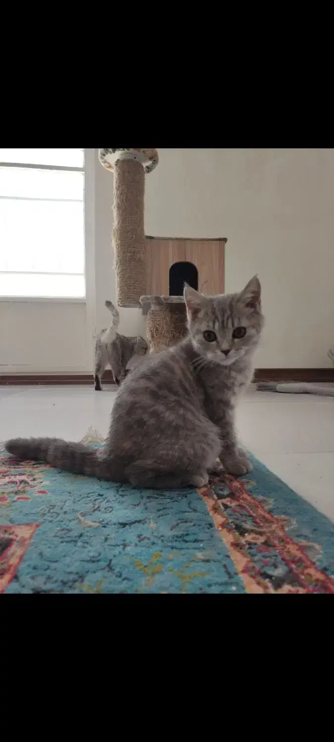 گربه|گربه|سیرجان, |دیوار