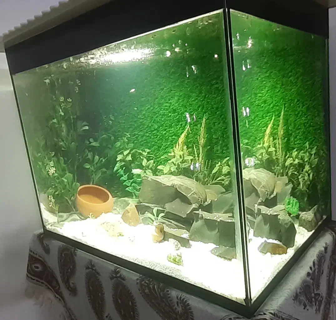 آکواریوم|ماهی|قدس, شهرقدس|دیوار