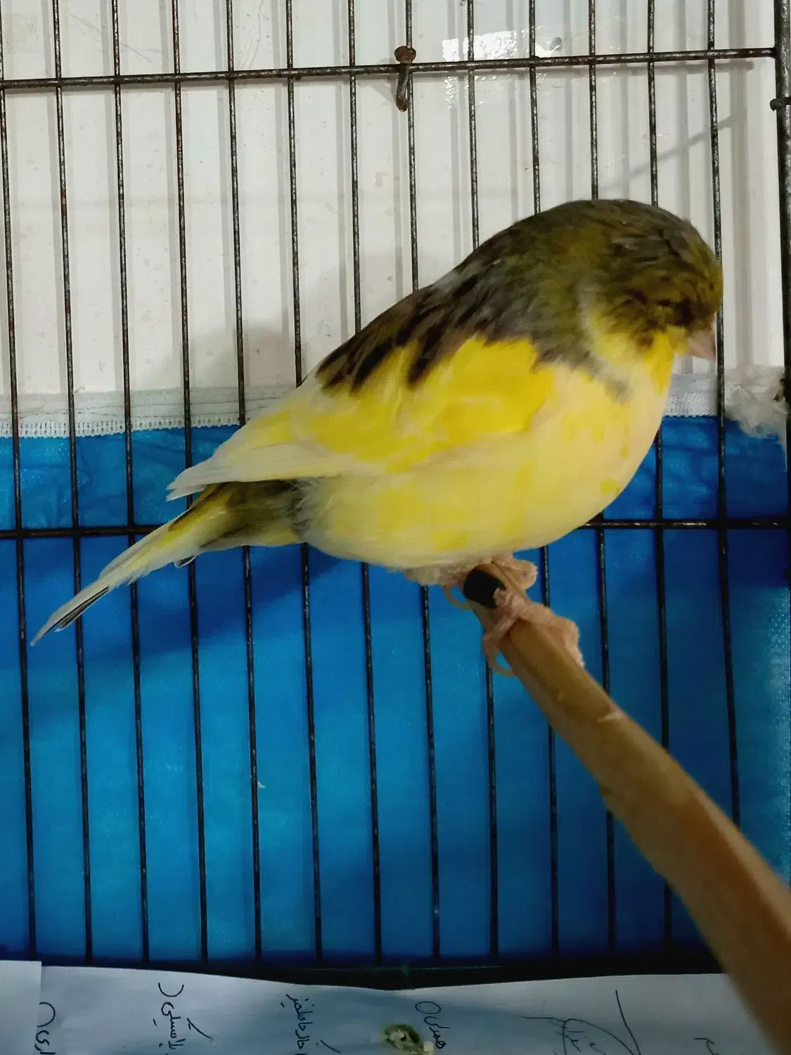 قناری گلاستر نر و ماده|پرنده|اردبیل, |دیوار