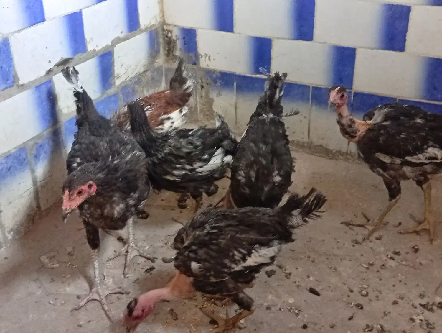 جوجه|حیوانات مزرعه|محمدیه-قزوین, |دیوار